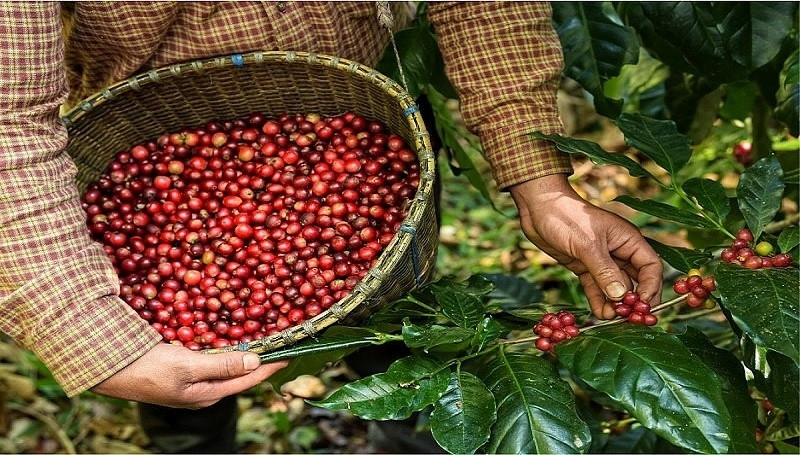 Xuất khẩu nông sản bứt tốc: Tổng kim ngạch đạt gần 34 tỷ USD trong nửa đầu năm, tăng 15,5% so với cùng kỳ