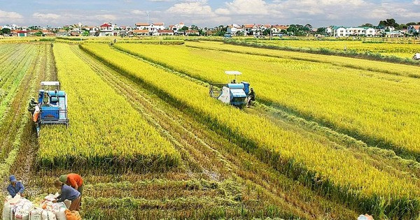 Từ 1/1/2026, nhiều đối tượng được miễn thuế sử dụng đất nông nghiệp thêm 5 năm