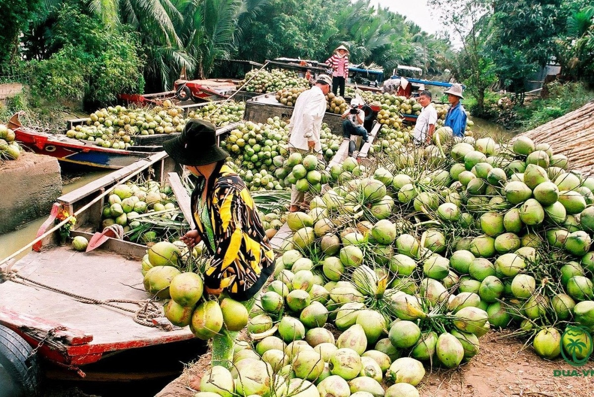 Nông dân Vĩnh Long nhổ lúa, trồng cây ra trái quanh năm, Trung Quốc rất chuộng: Thu nhập 1,2 tỷ đồng/năm
