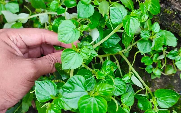 Rau dại 'bỏ làng ra phố', lên mâm nhà giàu: Giá tới 90.000 đồng/kg, tốt ngang 'nhâm sâm, thuốc bổ'