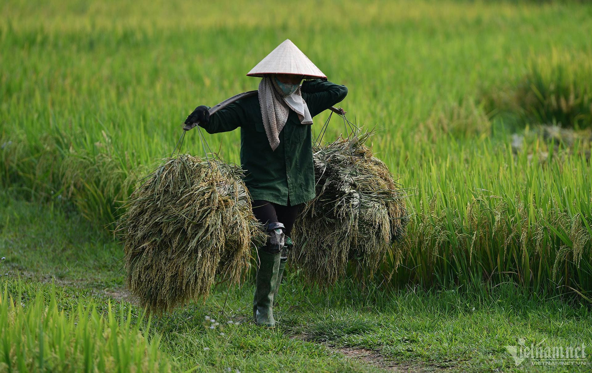 thoc gao 1.jpg
