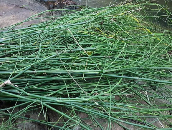 Loại cây dại tưởng vô giá trị, hóa ra là 'báu vật' của làng quê Việt ít ai biết, giá tới 290.000 đồng/kg