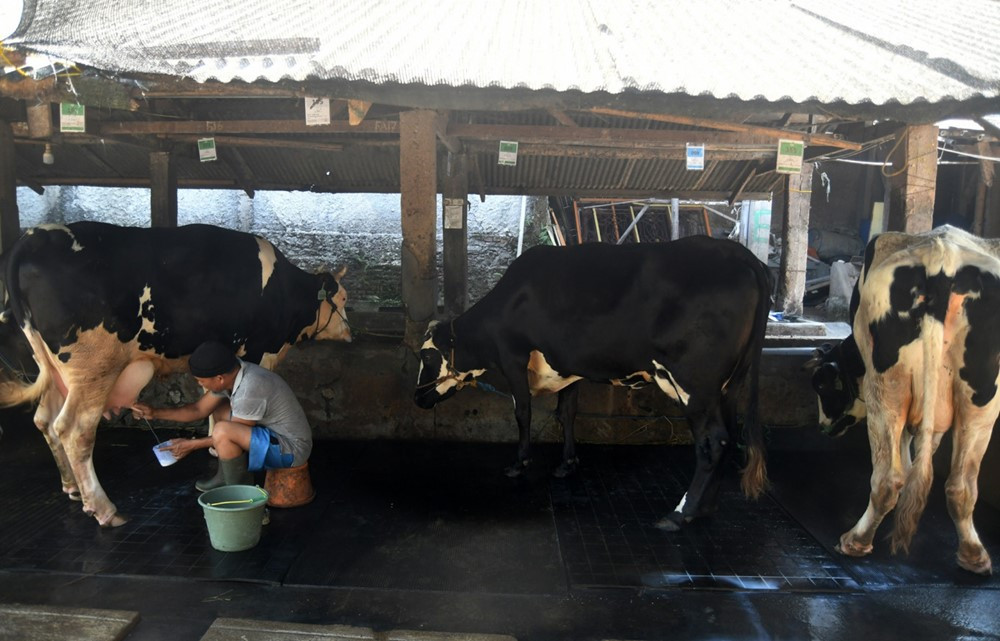 Nhập hơn 1.500 con bò trong vòng 2 ngày, nền kinh tế lớn nhất Đông Nam Á toan tính gì? - ảnh 1
