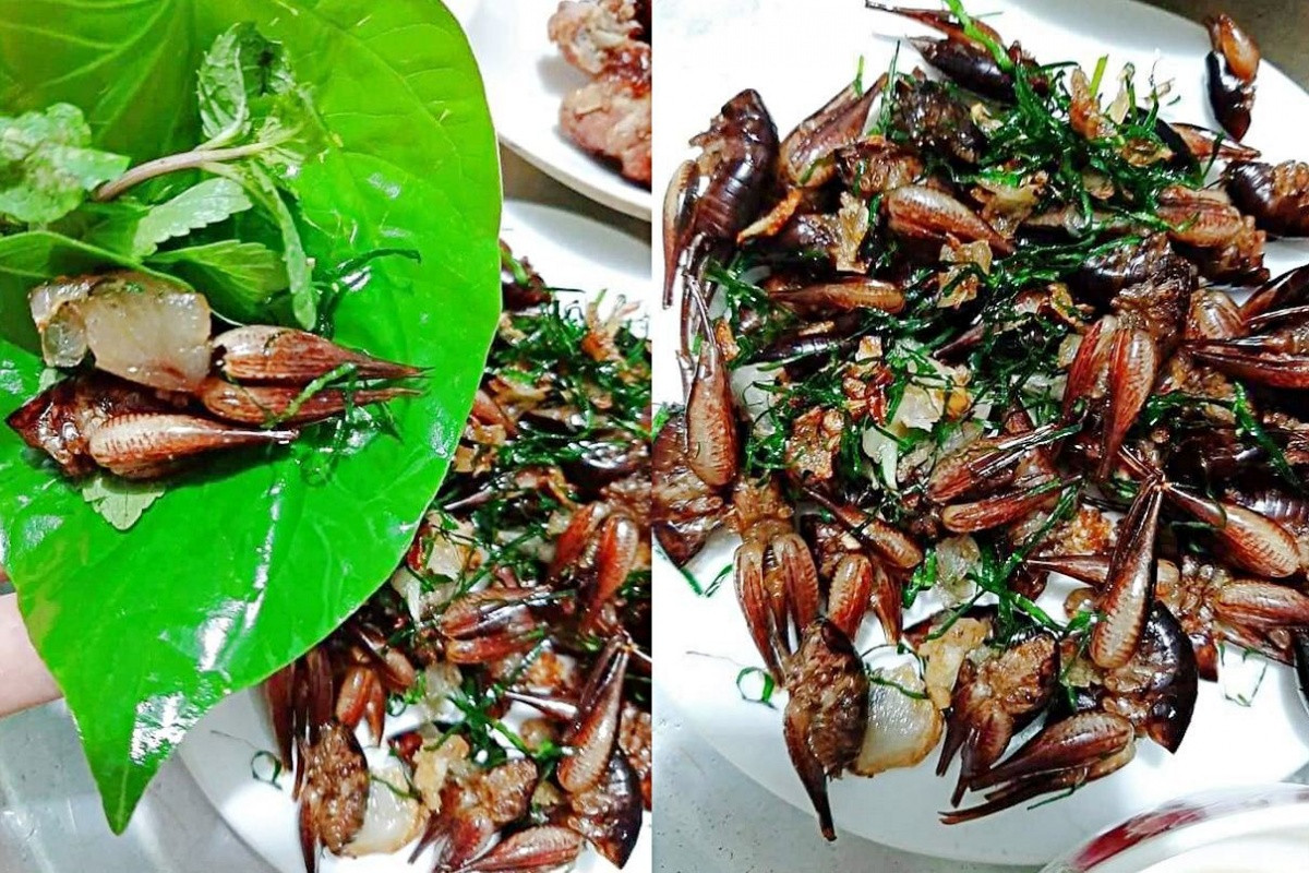Đặc sản 'tôm bò trên cây' độc đáo ở Lạng Sơn, một 'mỏ vàng' giữa đại ngàn