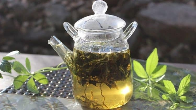 Bất ngờ trước công dụng của 'nhân sâm phương Nam', uống đều đặn giúp gan khỏe mạnh, chống lão hóa gấp 8 lần trà xanh