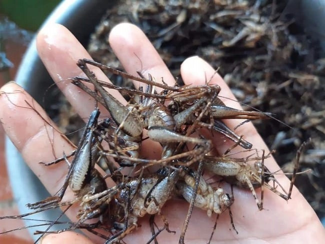 Đặc sản 'tôm bò trên cây' độc đáo ở Lạng Sơn, một 'mỏ vàng' giữa đại ngàn