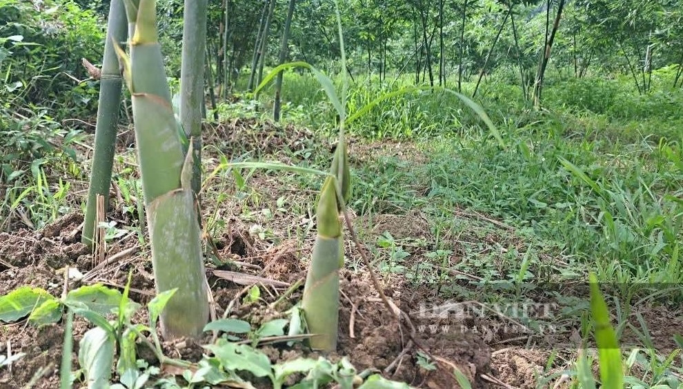 Nông dân Phú Thọ ‘phá vỡ lối mòn’ bỏ cam sang trồng cây được ví ‘lộc biếc’: Bán 45.000 đồng/kg, nuôi giấc mộng xuất khẩu sang Nhật