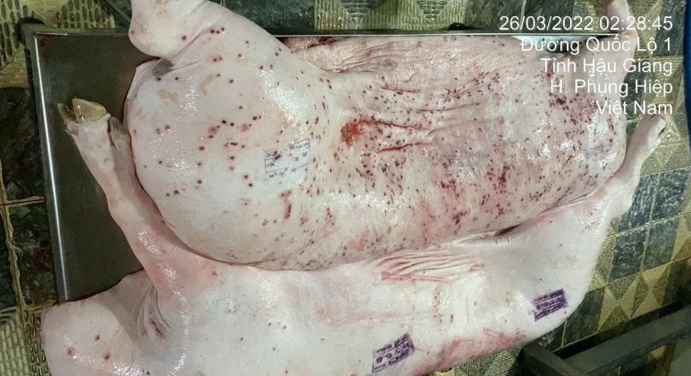 Thông tin mới nhất vụ Công ty C.P. Việt Nam bị ‘tố’ bán heo bệnh - ảnh 2