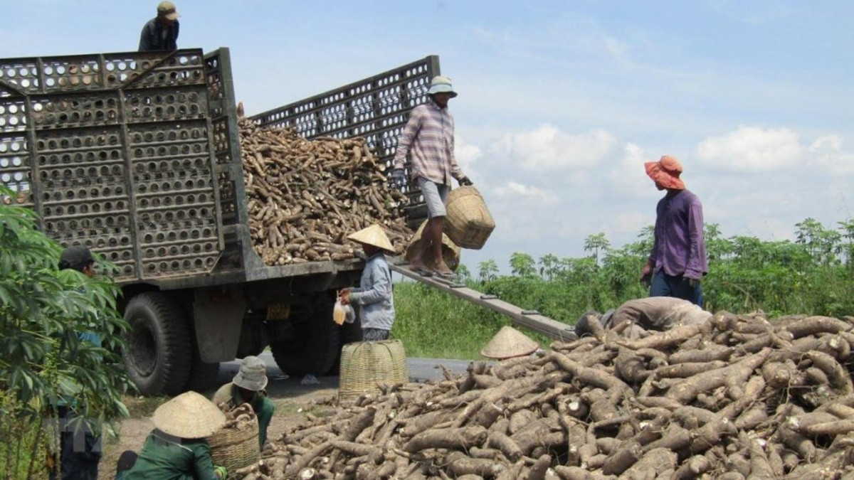 Không phải gạo hay cà phê, thứ này mới khiến Trung Quốc có bao nhiêu mua bấy nhiêu: Việt Nam thu về gần 700 triệu, cạnh tranh ngôi vương với Thái Lan