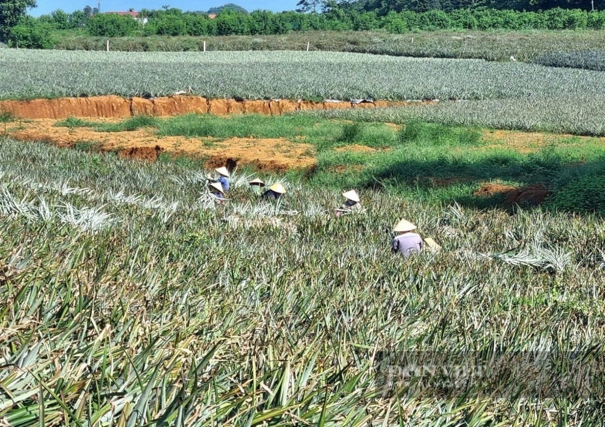 Nông dân Ninh Bình trồng loại cây ra quả hương thơm ngát, vỏ vàng đẹp, vị ngon giòn: Vừa được mùa lại được giá, bán lãi 300 triệu đồng/1ha
