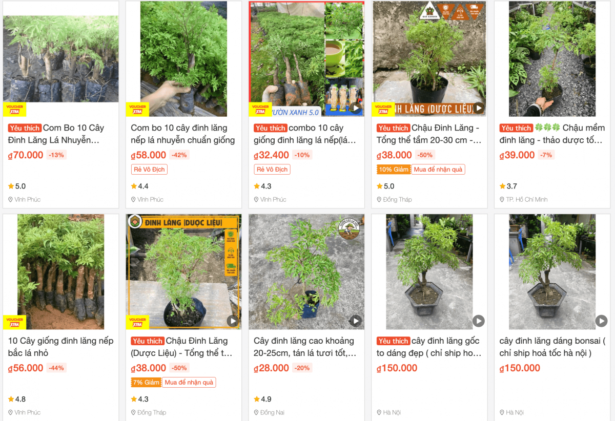 Loại cây được ví như ‘nhân sâm nhà nghèo’ rất dễ mua, điều trị được cả tá bệnh: Có sẵn trong vườn nhà, nếu mua cũng chỉ vài chục nghìn