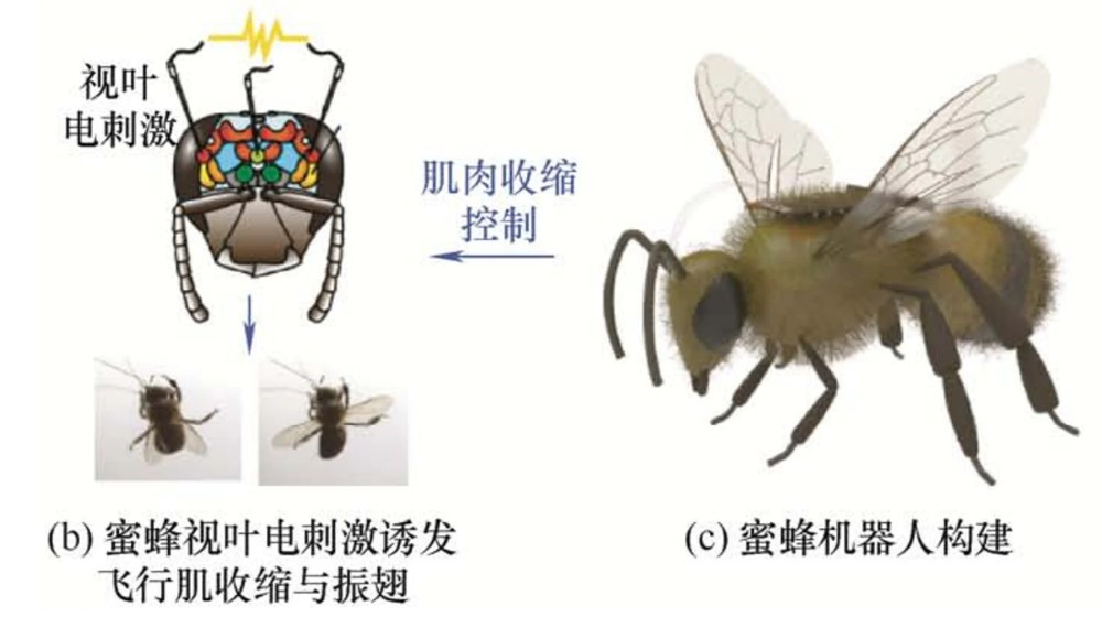 Vượt Mỹ, láng giềng Việt Nam thành công cấy chip vào não ong, tạo đột phá vũ khí sinh học - ảnh 2