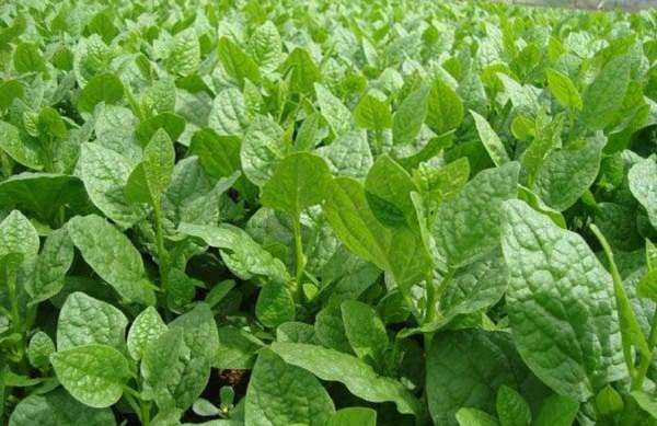Chỉ vài nghìn một mớ, bán đầy chợ, loại rau 'nhơn nhớt' này lại chứa hàng loạt công dụng đáng kinh ngạc