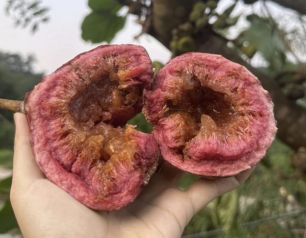 Trái dại 'ngọt như rót mật' xưa chín rụng đầy gốc không ai ngó, nay thành đặc sản hiếm, giá cao vẫn hút khách