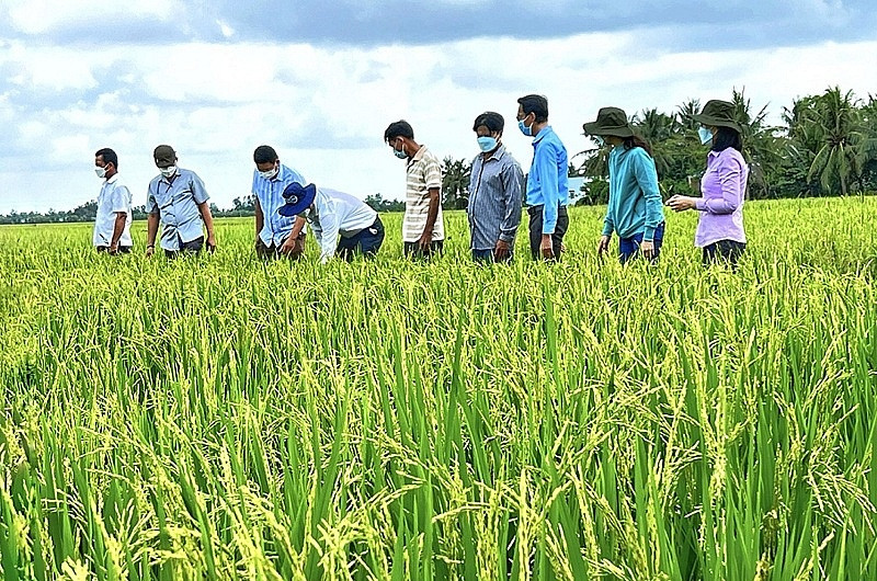 Hơn 5.200 tỷ đồng vốn tín dụng ngân hàng đã đến tay nông dân