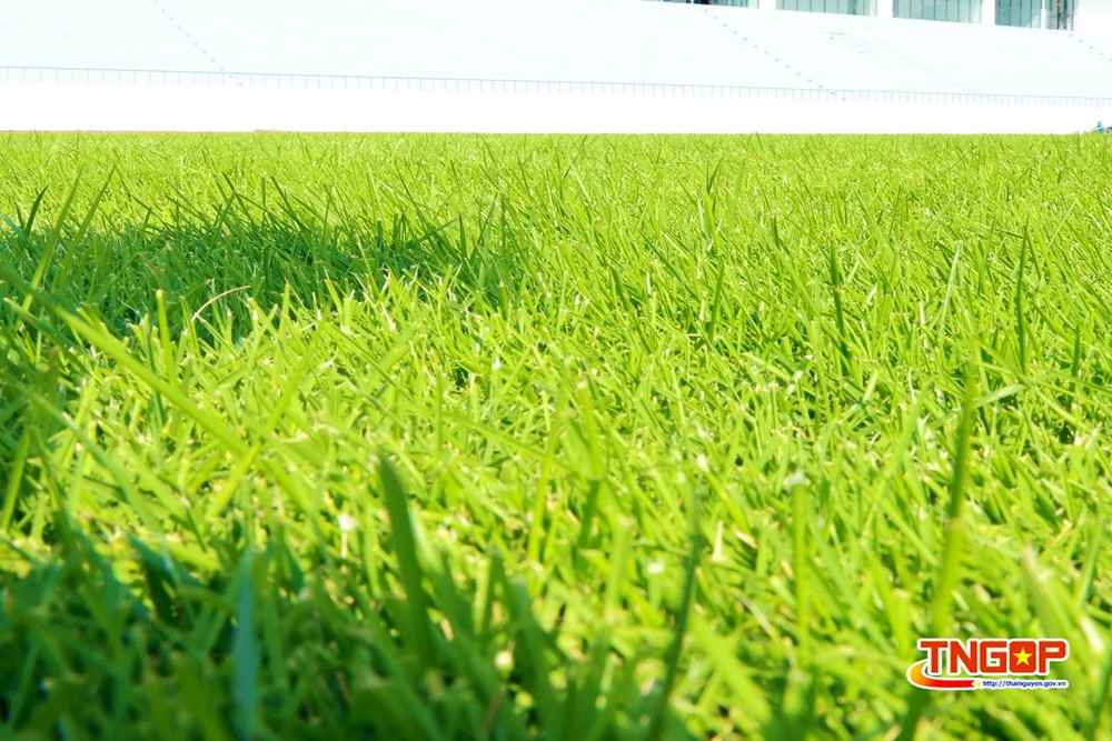 Sân vận động 22.000 chỗ 'khủng' nhất miền núi phía Bắc chuẩn bị vận hành, mặt sân xanh mướt đạt tiêu chuẩn quốc tế - ảnh 4