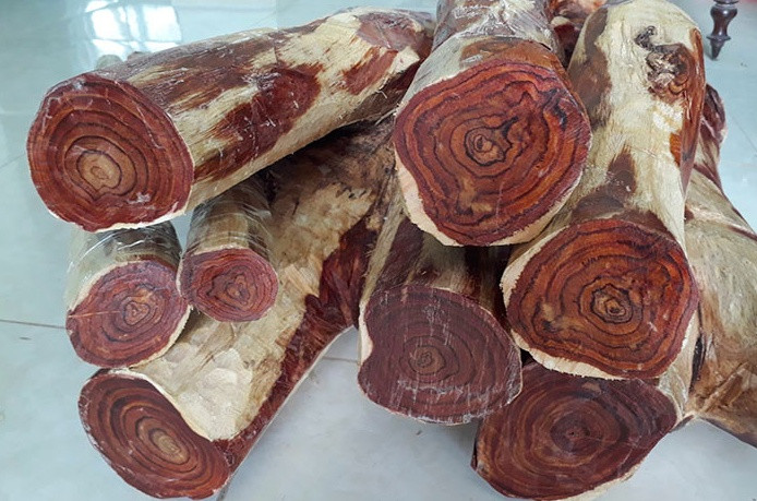 Loại cây được săn đón khắp miền Trung, giúp nông dân đổi đời với lợi nhuận bạc tỷ mỗi hecta
