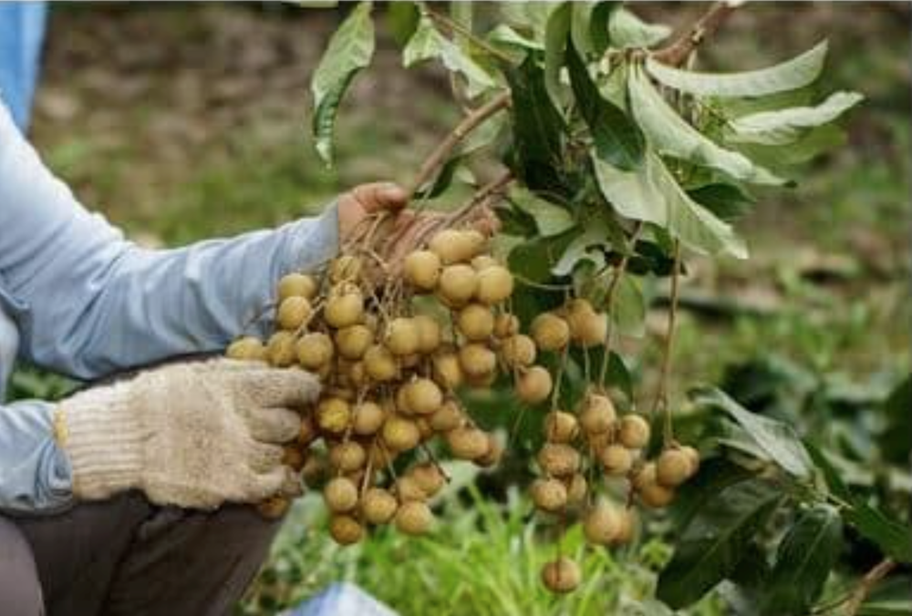 Nền kinh tế lớn thứ 2 Đông Nam Á lâm vào ‘cuộc khủng hoảng ngọt ngào’, chỉ còn 8 tuần để cứu vãn nguy cơ sụp đổ thị trường - ảnh 3