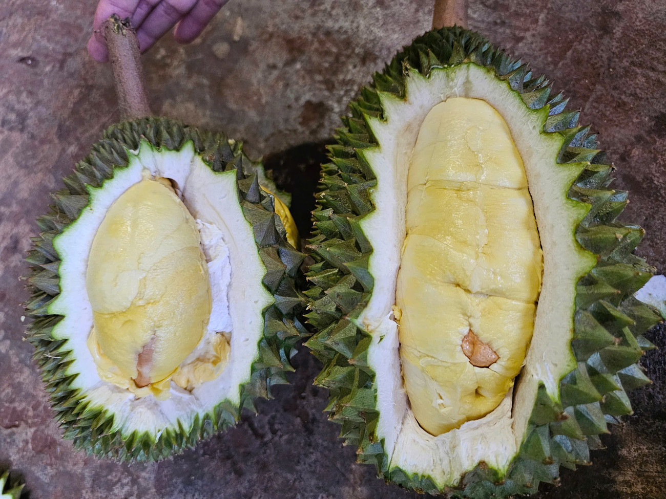 Năm nay rất nhiều vườn sầu riêng Musang king bị sượng nước. tp-132.jpg