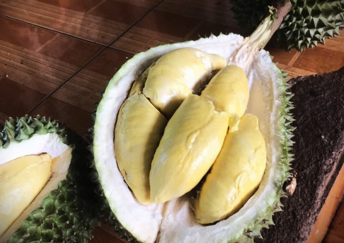 Năm nay sầu riêng Musang king bị sượng nước rất nhiều. tienphong-2.jpg