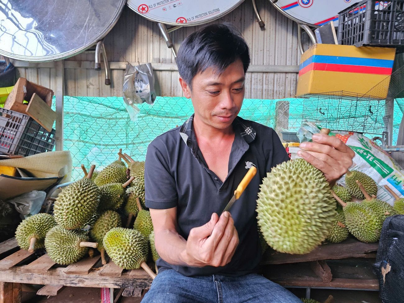 Anh Huỳnh Tấn Thuận kiểm tra độ chín của sầu riêng Musang king. 112-8881.jpg