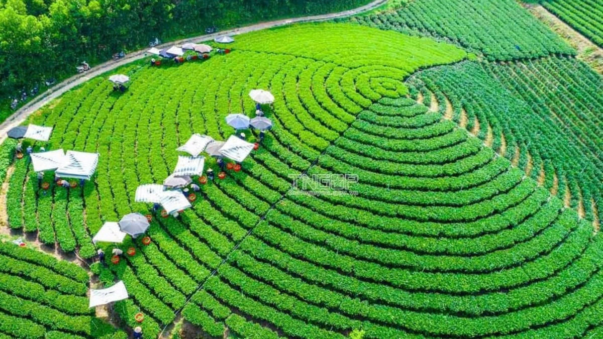 'Ông lớn' Nhật Bản khai phá 'mỏ vàng xanh' của Việt Nam, sắp có hàng 'Made in Vietnam' chuẩn Nhật