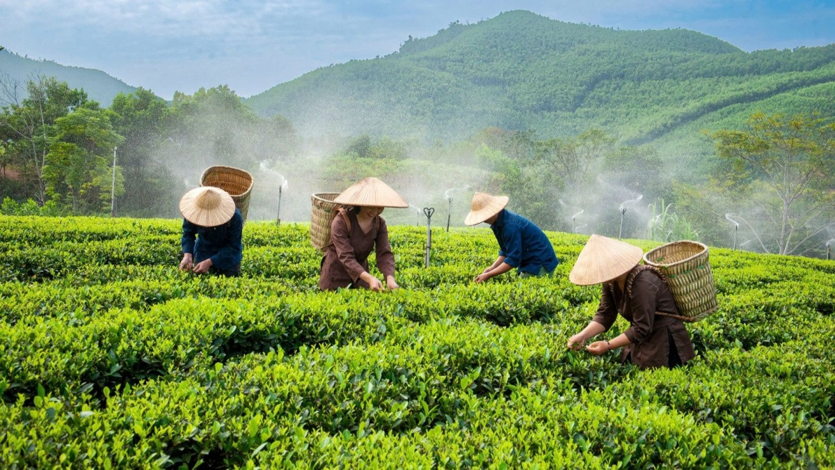 'Ông lớn' Nhật Bản khai phá 'mỏ vàng xanh' của Việt Nam, sắp có hàng 'Made in Vietnam' chuẩn Nhật
