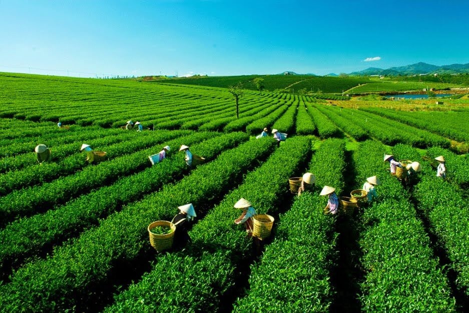 Tập đoàn 100 năm của Nhật khai phá 'mỏ vàng xanh' của Việt Nam, phát triển sản phẩm 'chuẩn Nhật, giá Việt'