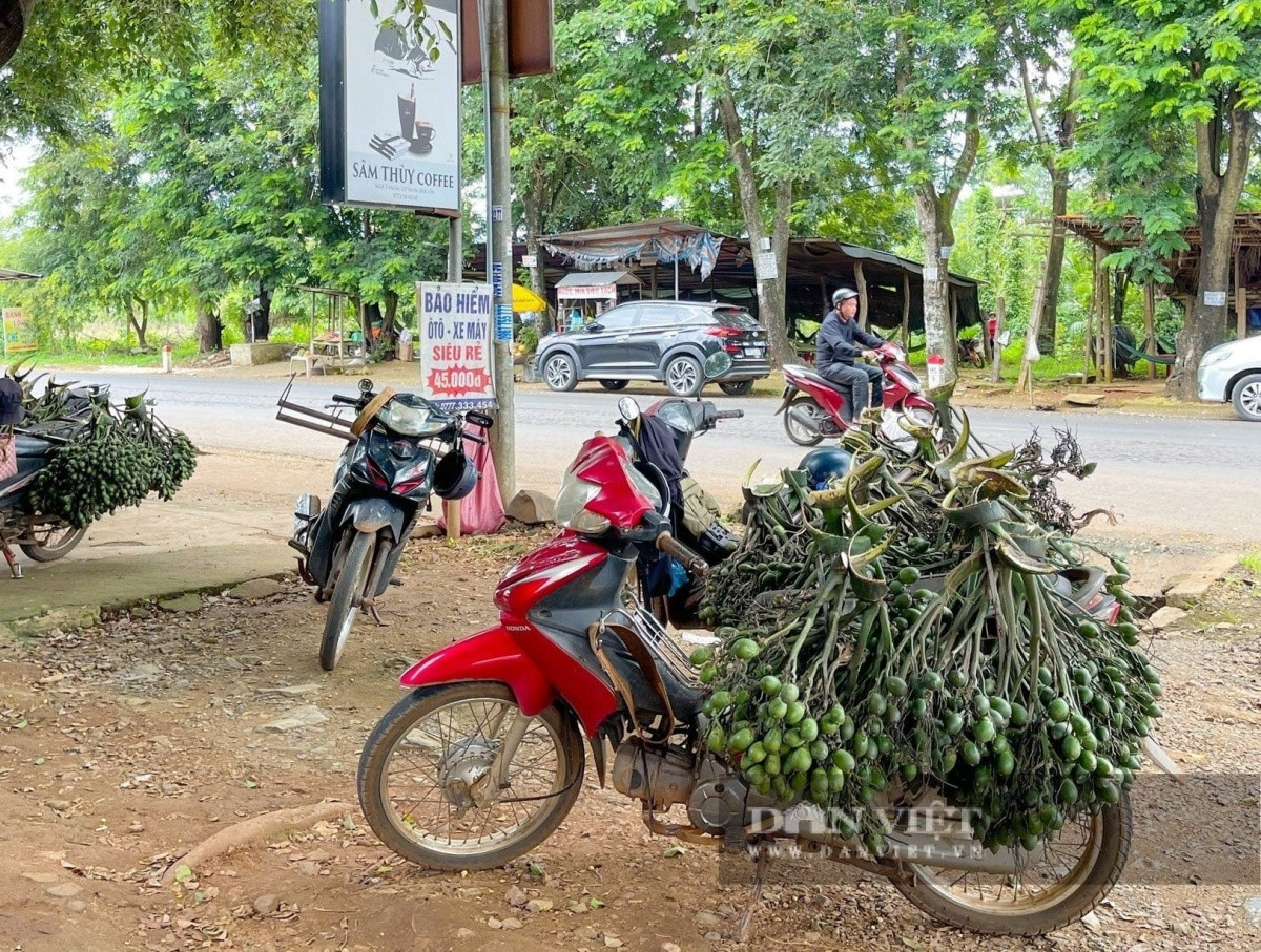 Nông dân Đắk Lắk trồng loại cây cao vút tưởng chỉ làm hàng rào, từ 4ha mà kiếm tiền tỷ: Hàng xóm xung quanh phục lăn