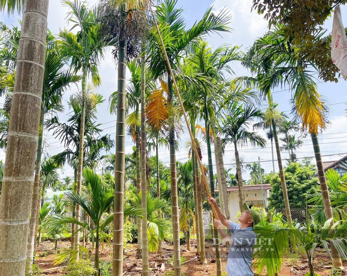 Nông dân Đắk Lắk trồng loại cây cao vút tưởng chỉ làm hàng rào, từ 4ha mà kiếm tiền tỷ: Hàng xóm xung quanh phục lăn