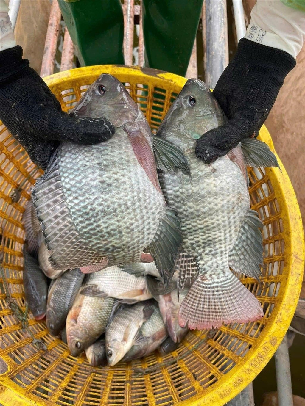 Nông dân Nghệ An trúng đậm nhờ nuôi cá rô phi kiểu mới: Cá lớn nhanh như thổi, lãi ròng hàng chục triệu/ha