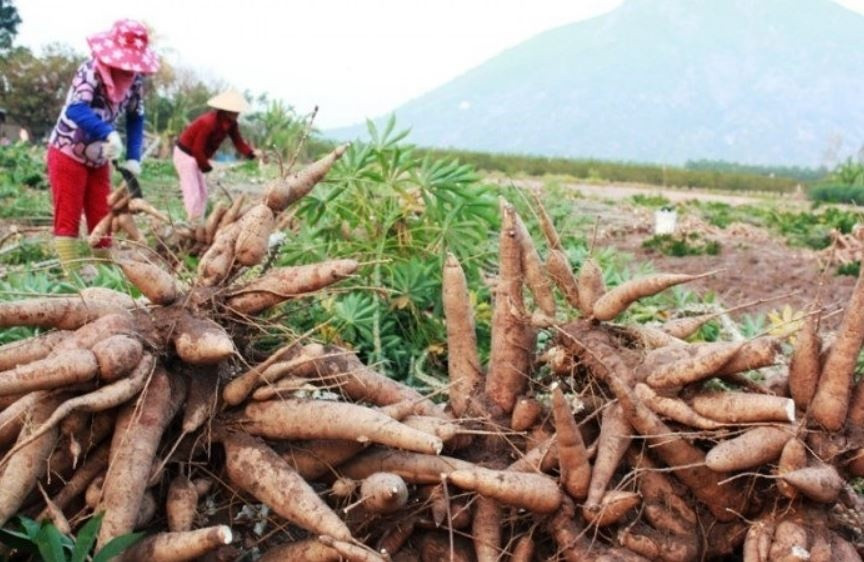 Ngành hàng Việt Nam xuất khẩu đứng thứ 3 thế giới: Tăng vọt 68%, giữ chắc ngôi đầu tại thị trường Trung Quốc
