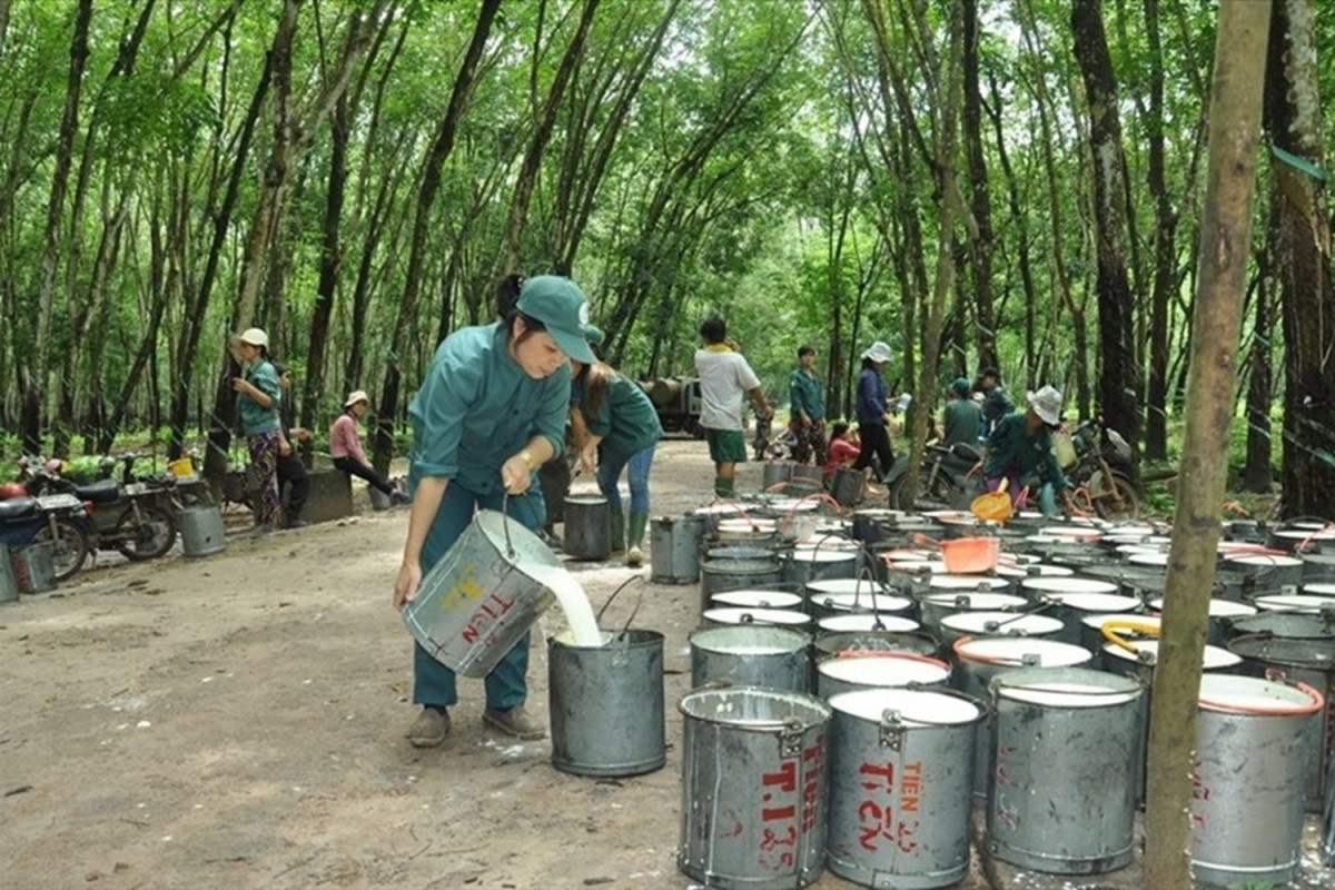 ‘Vàng trắng’ Campuchia đổ bộ về Việt Nam