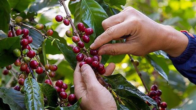‘Vàng nâu’ của Việt Nam bất ngờ được ưa chuộng tại một quốc gia Bắc Phi, xuất khẩu tăng 88 lần chỉ trong nửa đầu năm