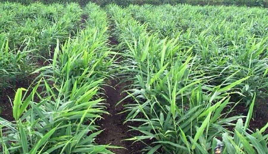 6 tháng thu về gần 40 triệu USD: Cây gia vị vùi sâu dưới lòng đất, 'ăn nên làm ra' khiến 110 doanh nghiệp Việt lao vào cuộc đua xuất khẩu