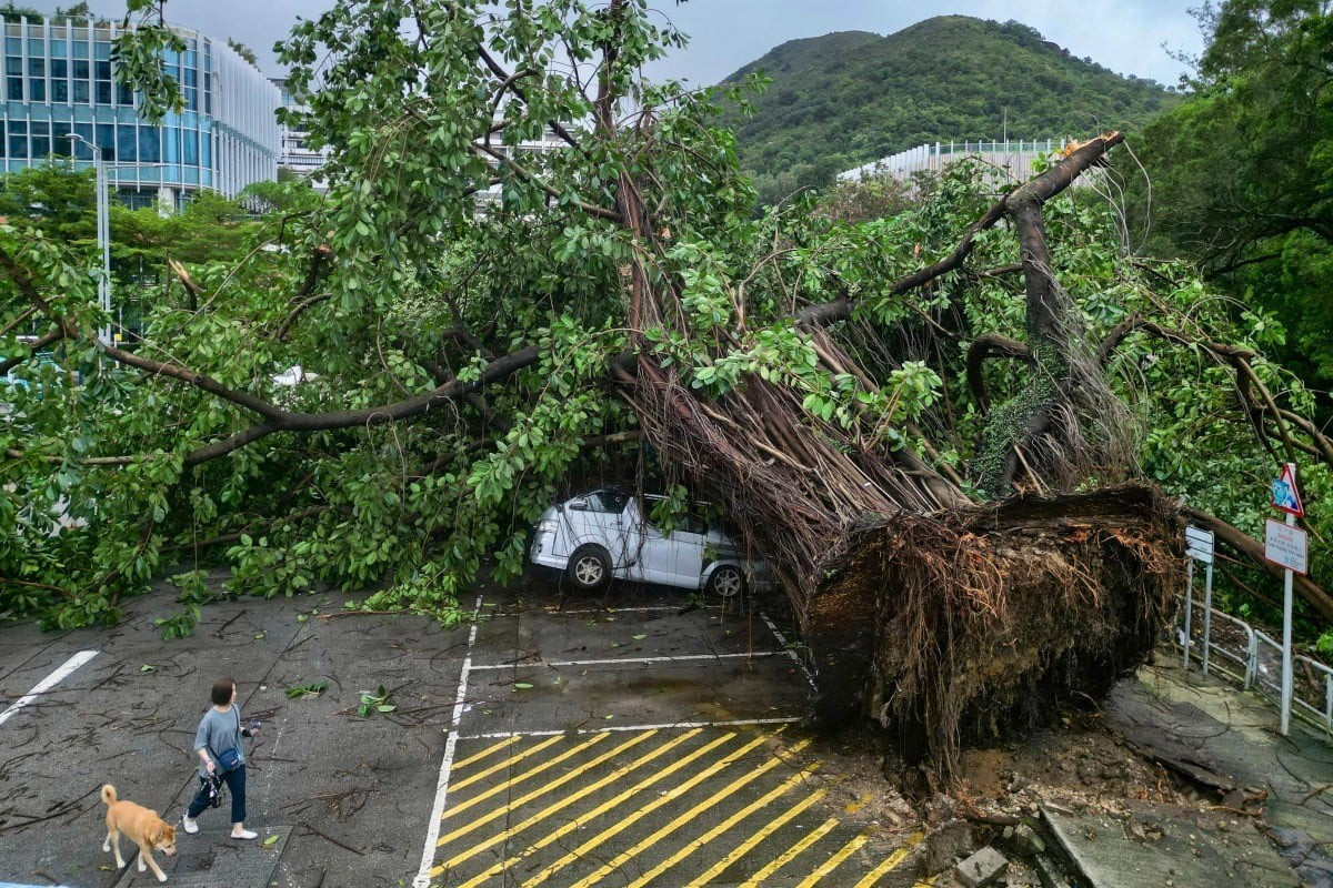 Cây cổ thụ bật gốc ở Hồng Kông. (Ảnh: SCMP) be5e15ec-dee5-4df3-b214-f727e07b.jpg