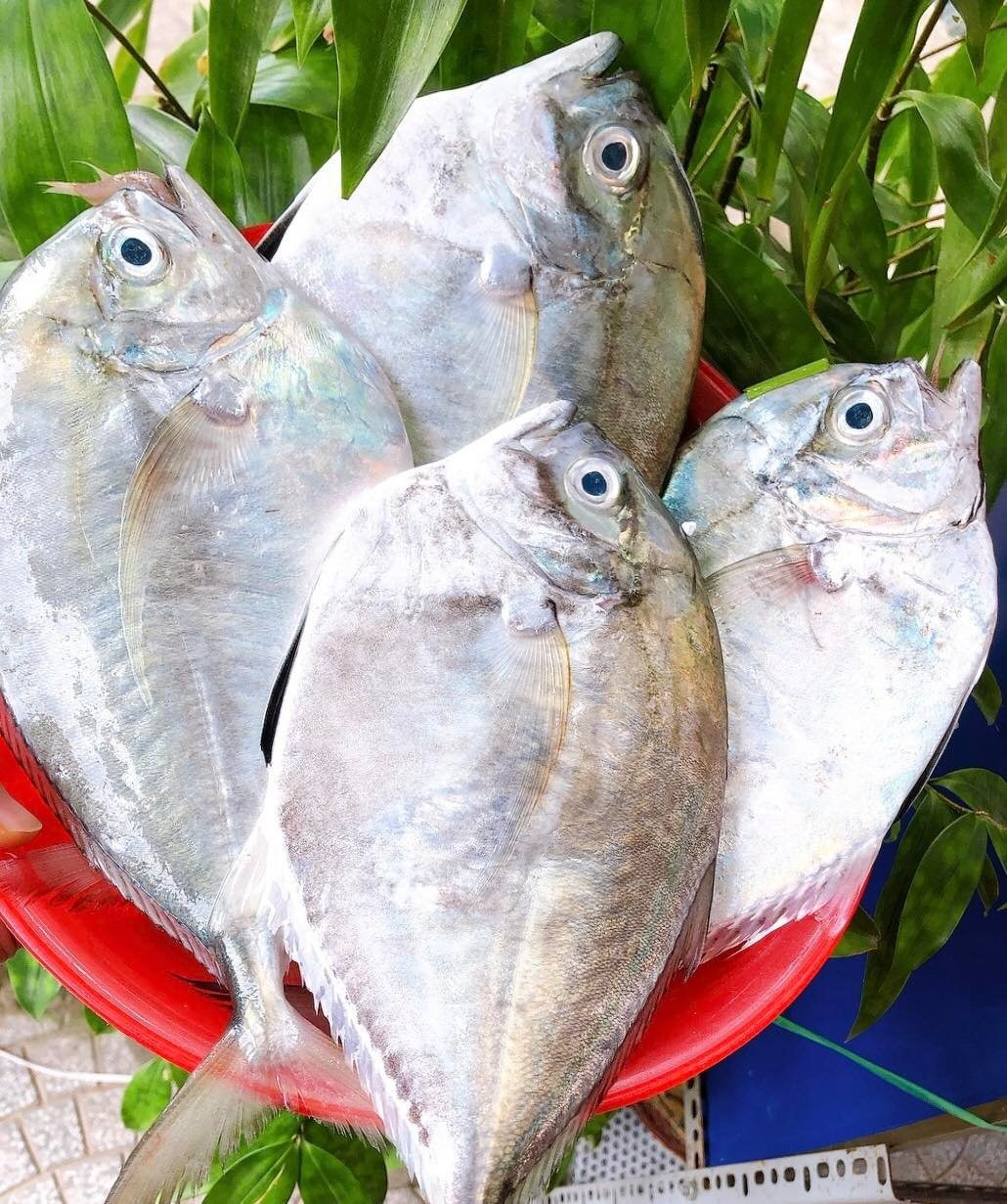 Cá không vảy, tên lạ gây sốt giới sành ăn Lâm Đồng với mức giá 200.000 đồng/kg