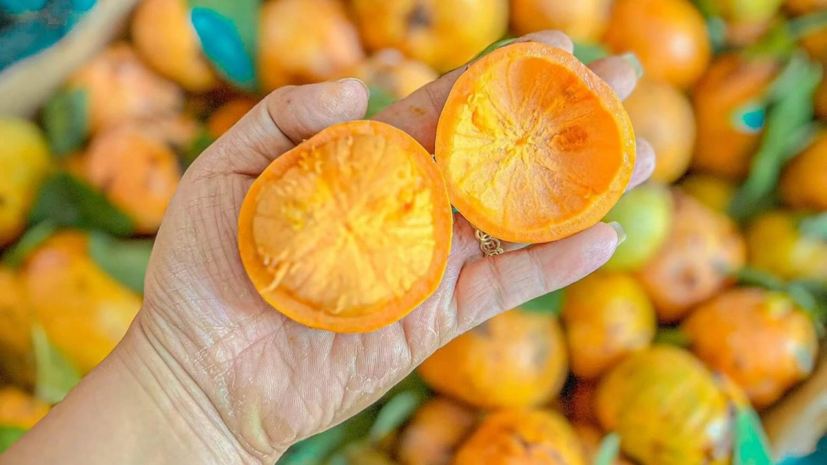 Quả mọc dại trên rừng thành đặc sản mùa hè, đến mùa thành 'mỏ tiền', dân hái về bán 180.000 đồng/kg