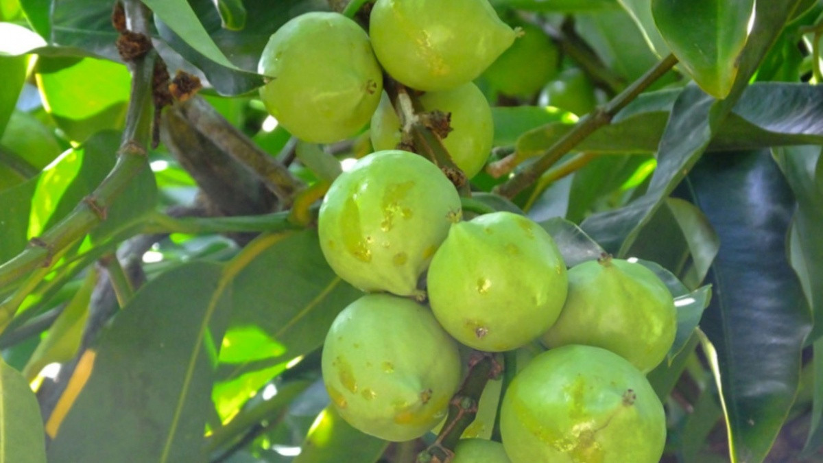 Quả mọc dại trên rừng thành đặc sản mùa hè, đến mùa thành 'mỏ tiền', dân hái về bán 180.000 đồng/kg