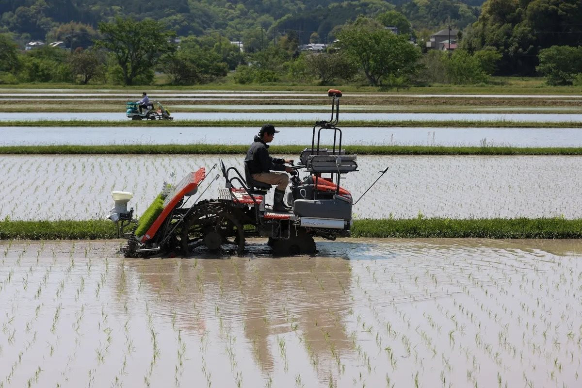 rice-4.jpg