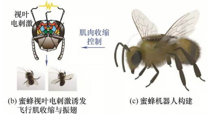Lần đầu tiên, phát triển thành công thiết bị điều khiển não của một loài côn trùng nhằm hỗ trợ cứu nạn trong thảm họa nghiêm trọng - ảnh 1