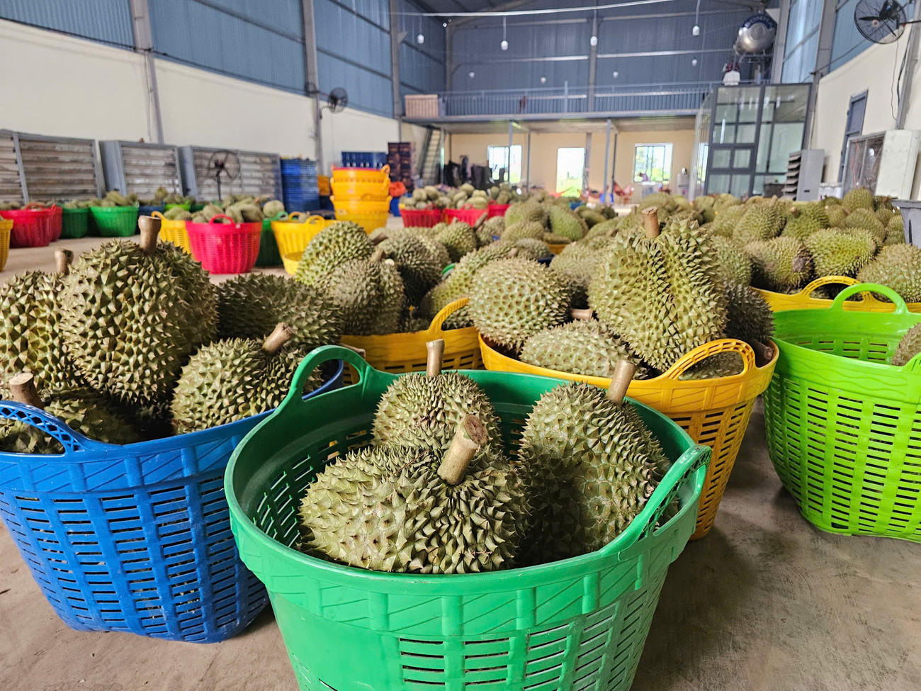 Doanh nghiệp mua sầu riêng kiểm tra chất lượng nghiêm ngặt, không mua một cách ồ ạt. 1141.jpg