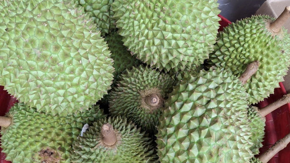 Sầu riêng lại ồ ạt xuất sang Trung Quốc nhờ cách làm mới, người trồng có lãi