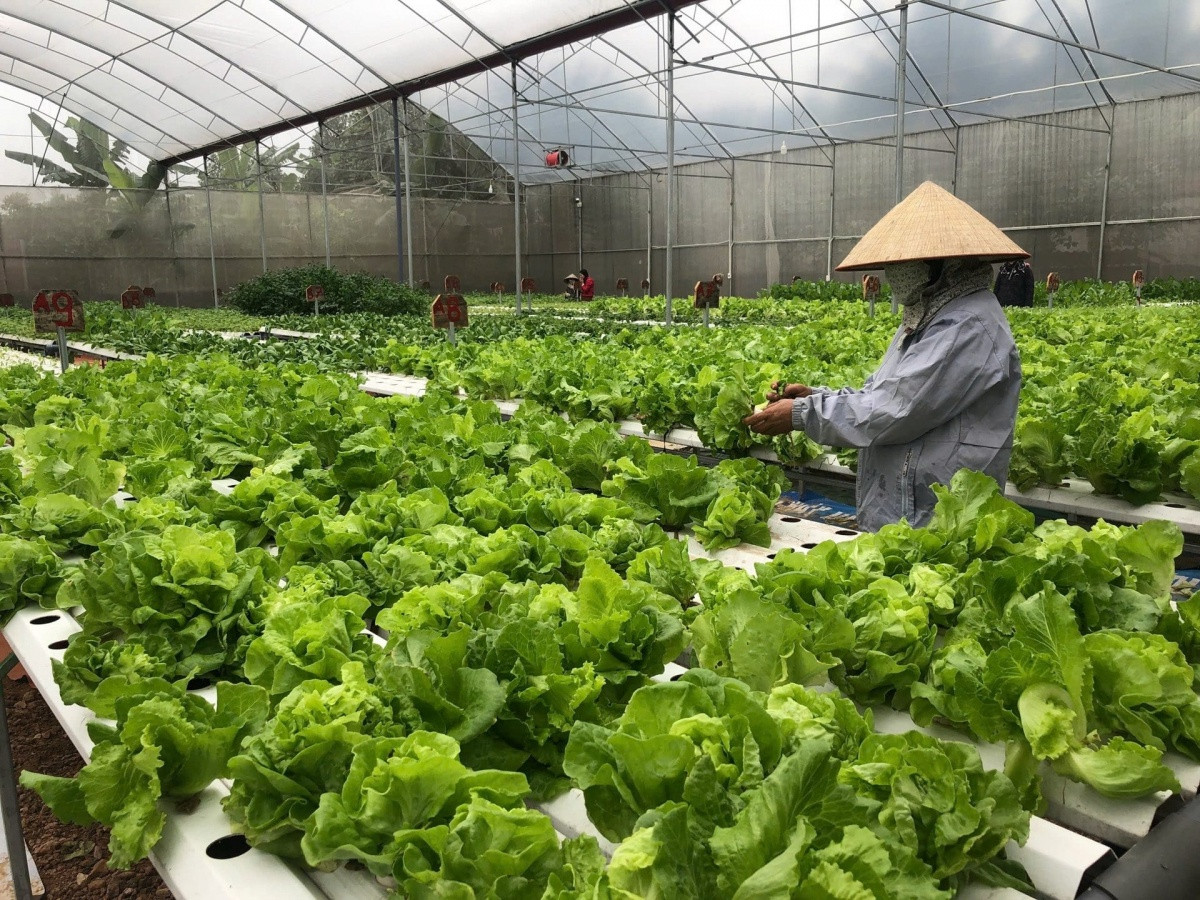 Nông dân Hải Phòng trồng loại rau ‘thần tốc’ theo công nghệ Israel: 30 ngày thu hoạch lại đem lại thu nhập cao, cuộc sống ‘lên đời’ từ đây