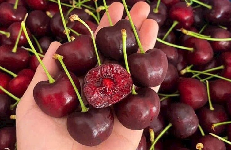 Cherry Mỹ giá 189.000 đồng/kg, người dân TP.HCM tranh thủ cơ hội vàng ăn 'trái nhà giàu'