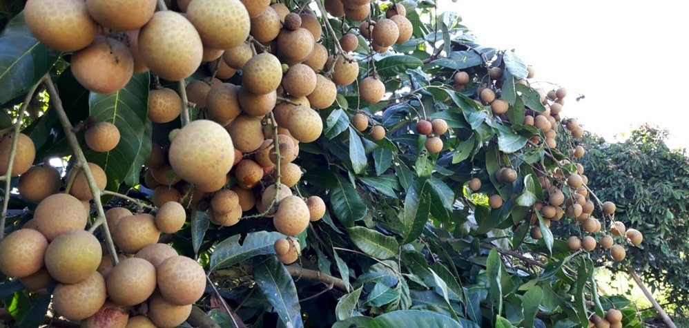 Trái ngọt này đang khiến nông dân Thái Lan đau đầu vì sản lượng quá khủng, chính phủ tung 8 chiêu giải cứu