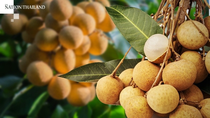 Trái ngọt này đang khiến nông dân Thái Lan đau đầu vì sản lượng quá khủng, chính phủ tung 8 chiêu giải cứu