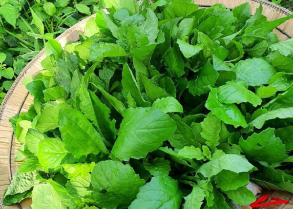 Cây dại mọc bờ ruộng, chẳng ai chăm nay thành đặc sản được săn lùng: Giá cao ngỡ ngàng, có tiền cũng khó mua được