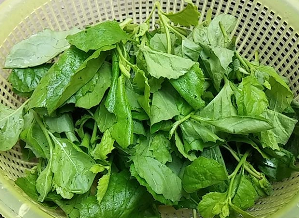 Cây dại mọc bờ ruộng, chẳng ai chăm nay thành đặc sản được săn lùng: Giá cao ngỡ ngàng, có tiền cũng khó mua được
