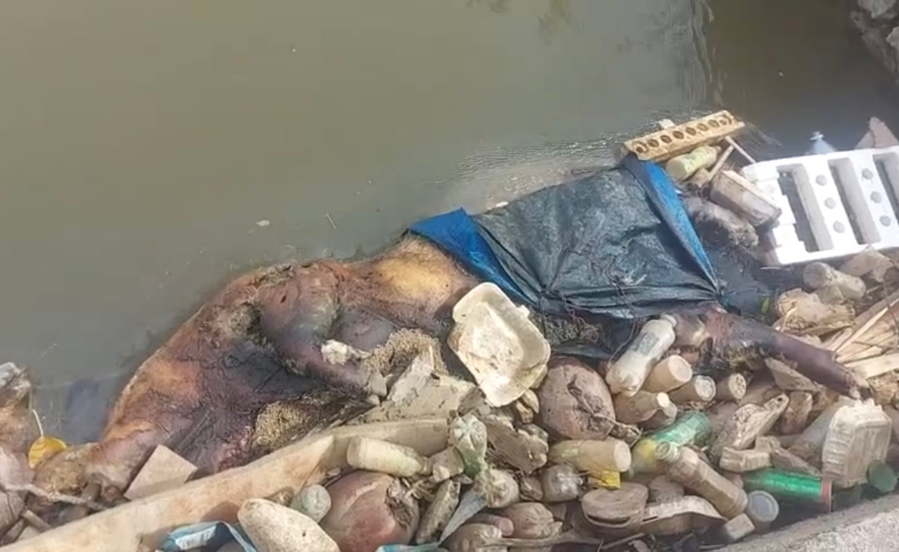 Thời gian qua, tình trạng người dân vứt lợn chết tràn lan ra ngoài môi trường, gây ô nhiễm, gây lây lan dịch bệnh. IMG_2155.jpg